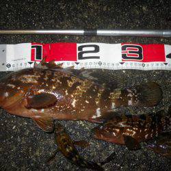 夕方～雨天のエビ撒き釣り