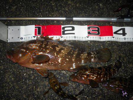 夕方～雨天のエビ撒き釣り
