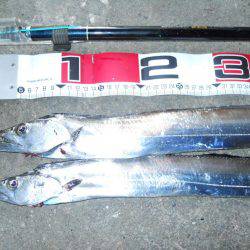 早朝～ウキ釣りでタチウオ調査