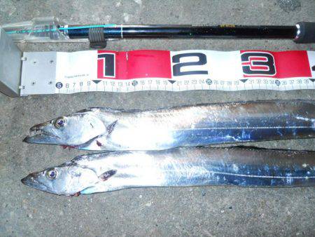 早朝～ウキ釣りでタチウオ調査