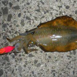 まぁ良しとする