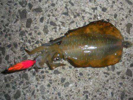 まぁ良しとする