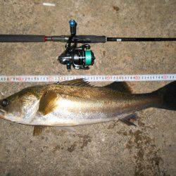 秋のシーバスシーズン開幕か？