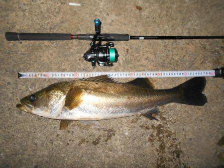 秋のシーバスシーズン開幕か？