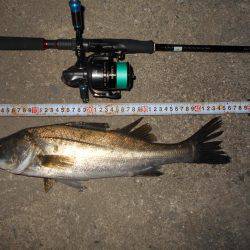 淀川でシーバス♪