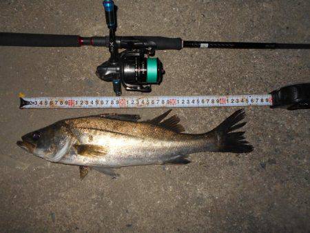 淀川でシーバス♪