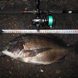 何とかテクトロでチヌ1匹…。