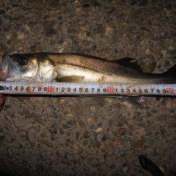 テトラ際でシーバスがヒット。