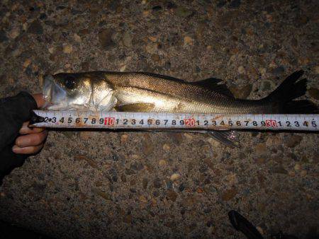 テトラ際でシーバスがヒット。