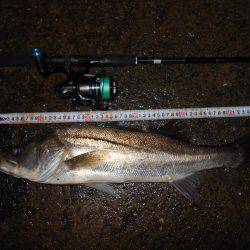 サヨリパターンでヒット♪