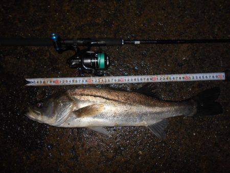 サヨリパターンでヒット♪