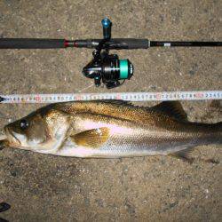 良型シーバスゲット♪