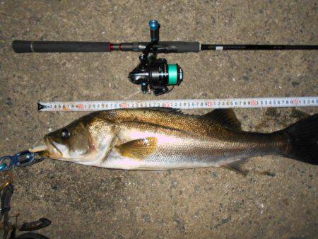 良型シーバスゲット♪