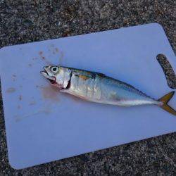 今年初ワインド　なんとか釣れました