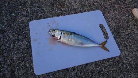 今年初ワインド　なんとか釣れました