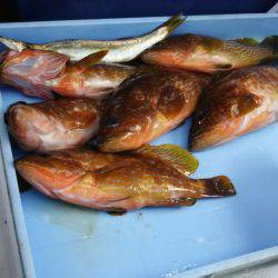 今季初アオリイカ釣り