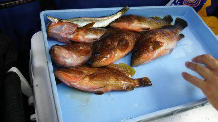 今季初アオリイカ釣り