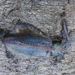 久々のエギング投稿