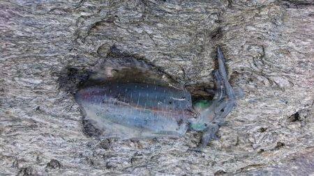 久々のエギング投稿