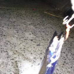 修行!サーベルハント