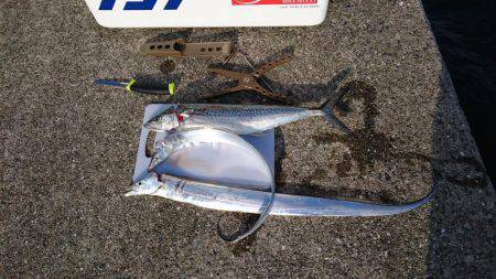 ここの所お留守の様子です。