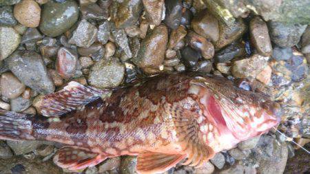 波高、早々撤退。