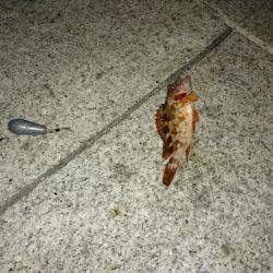 タチウオと夜サビキと探り釣り