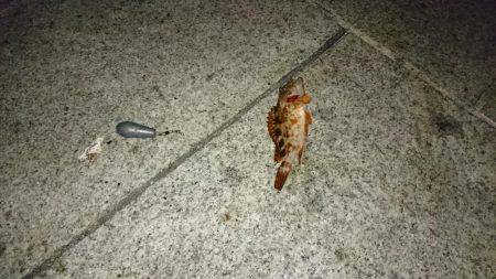 タチウオと夜サビキと探り釣り