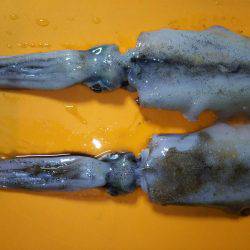 エギング釣行2016