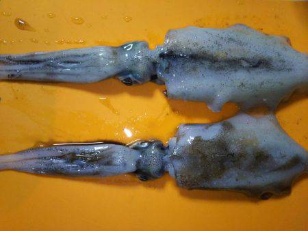 エギング釣行2016