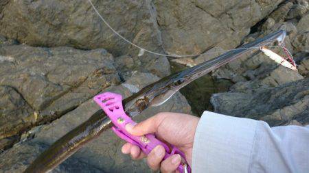 潮岬の磯でヤガラGET!