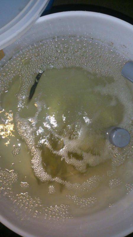 なぎさ公園でサビキ釣り