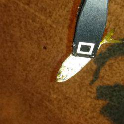 エギング時々アジング