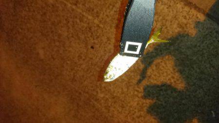 エギング時々アジング