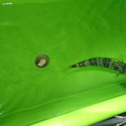 夜釣りで夜サビキとタチウオ