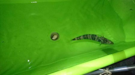 夜釣りで夜サビキとタチウオ