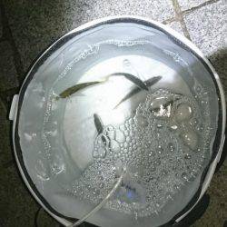 夜サビキで小アジと中サバ