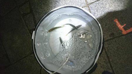 夜サビキで小アジと中サバ