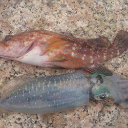 エギにアコウが！