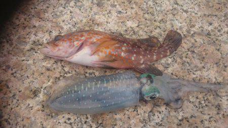 エギにアコウが！