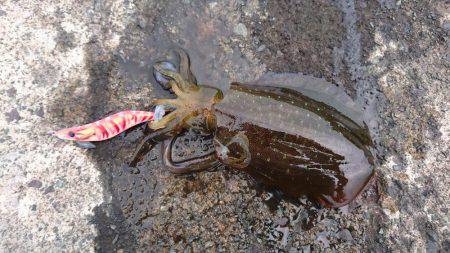 日中エギング釣果