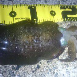 ムーンナイトエギング