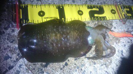 ムーンナイトエギング