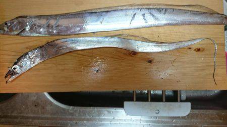 仕事帰りにタチウオ