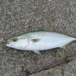 ノマセでハマチ、ツバス爆釣