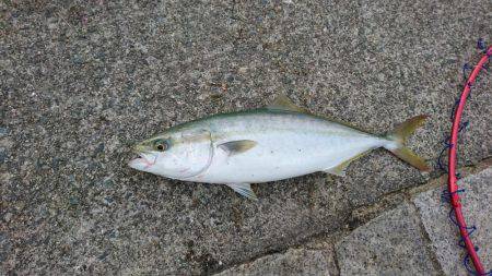 ノマセでハマチ、ツバス爆釣