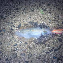 胴長１５センチ