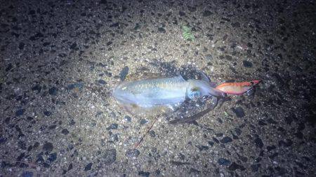 胴長１５センチ