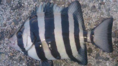 タカベ大好きっ