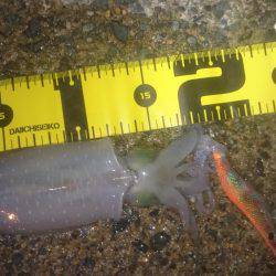 ナイトエギング